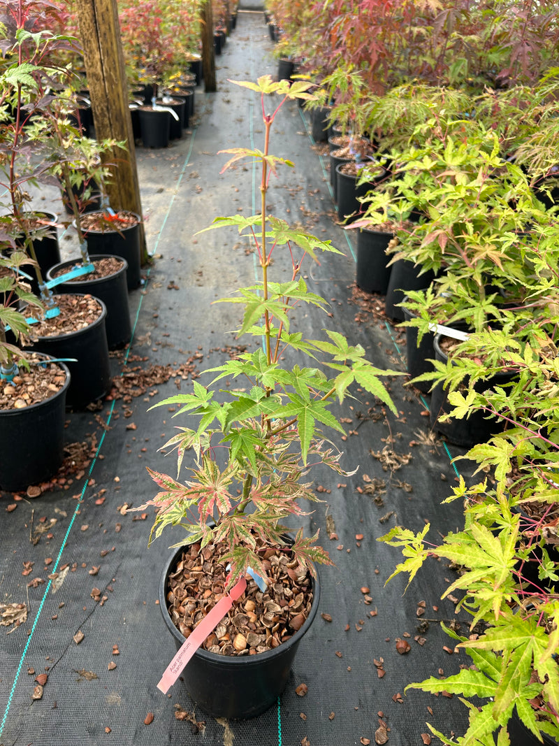 Acer palmatum 'Ikandi' Japanese Maple