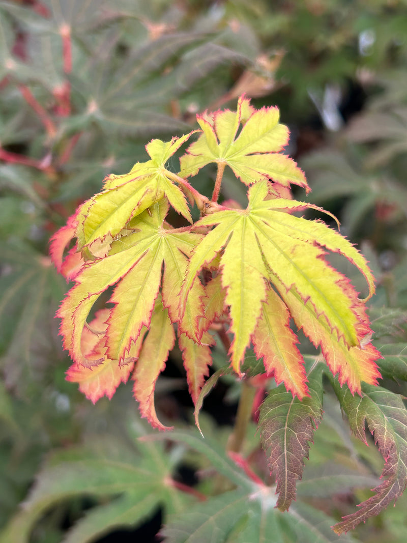 Acer palmatum 'Diva' Japanese Maple