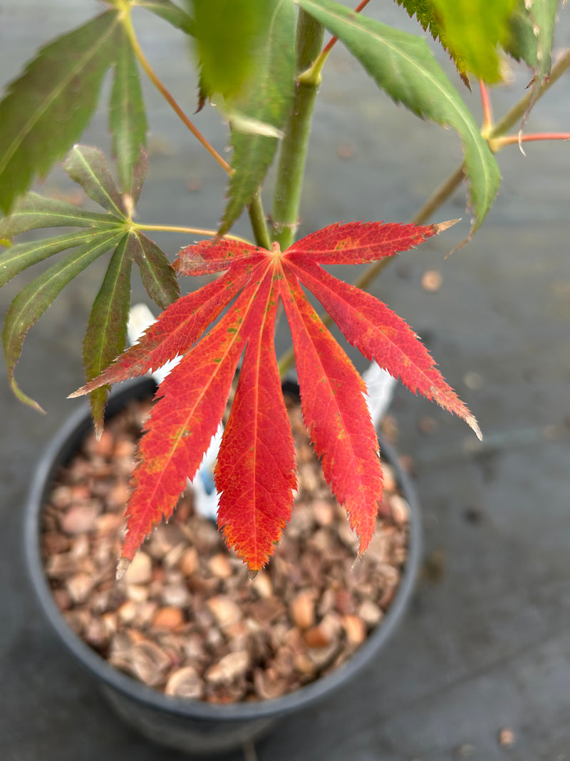 Acer shirasawanum 'Royalty' Red Full Moon Japanese Maple