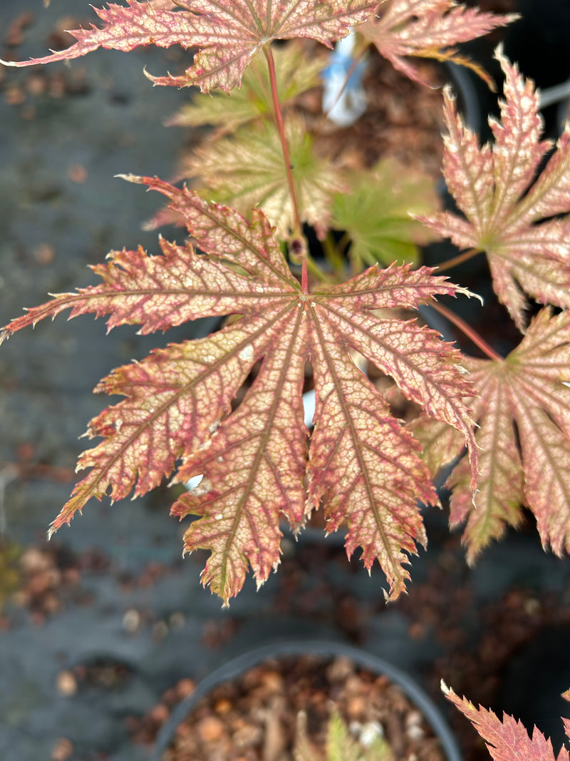 Acer palmatum 'Ariadne' Japanese Maple