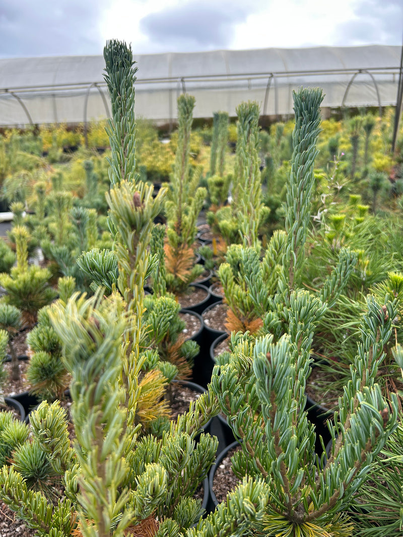 Pinus parviflora 'Aoba jo' Japanese White Pine