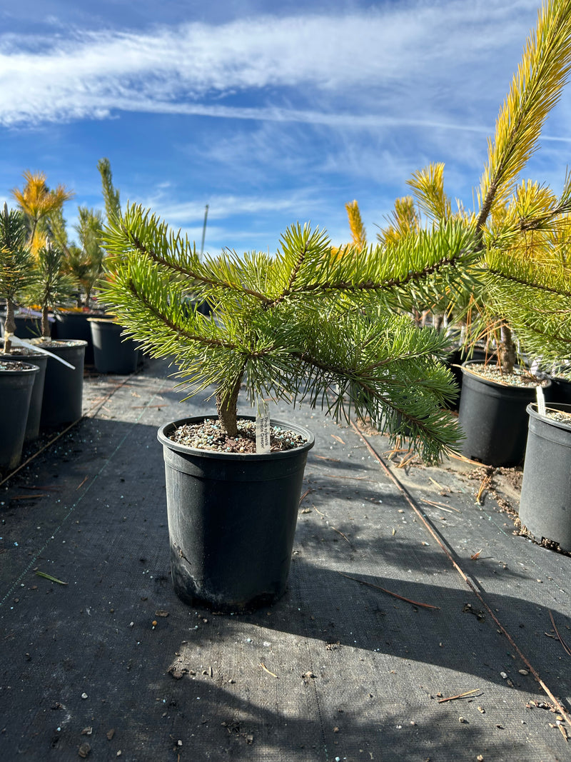 Pinus sylvestris 'Hillside Creeper' Dwarf Scots Pine