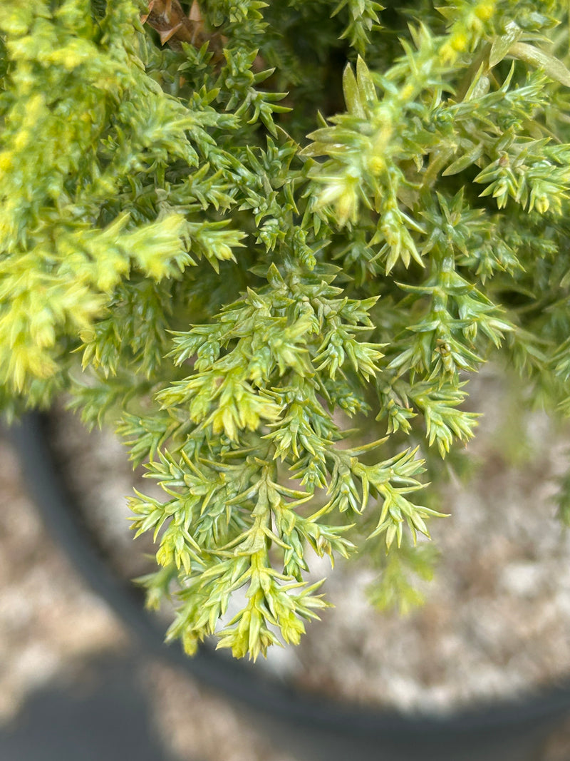 Chamaecyparis obtusa 'Gimborn's Beauty' Hinoki Cypress