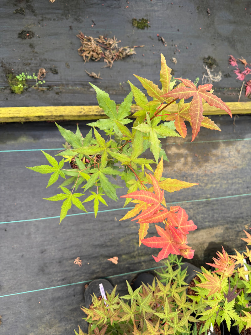 Acer oliverianum 'Mystic Jewel' Japanese Maple