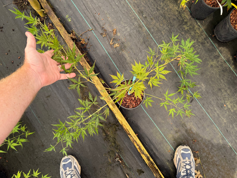 Acer palmatum 'Fountain of Youth' Weeping Japanese Maple