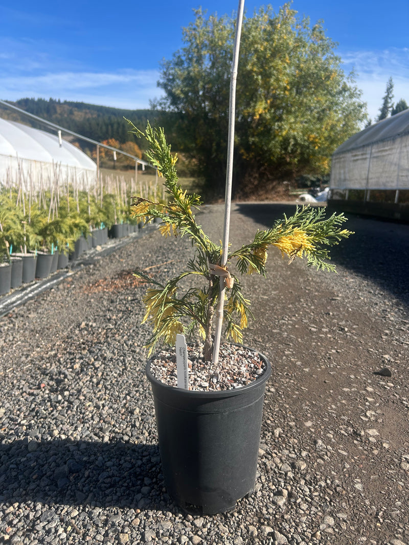 Chamaecyparis nootkatensis 'Hatch' Alaskan Cedar