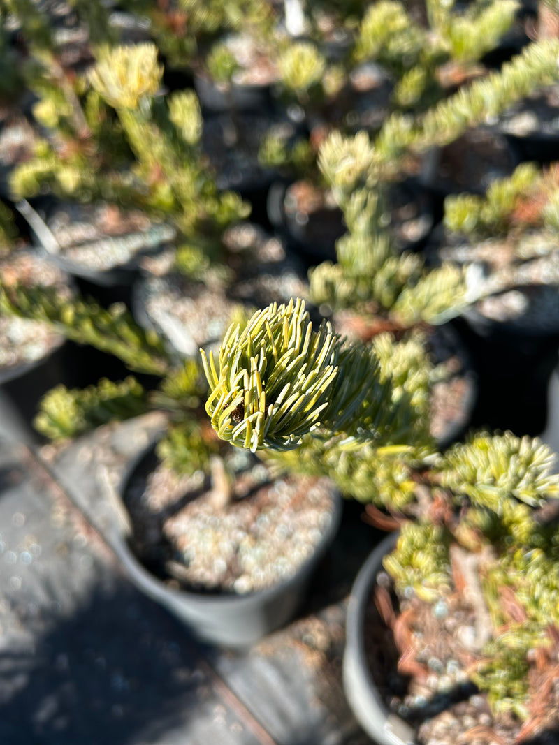Pinus parviflora 'Golden Samurai' Japanese White Pine