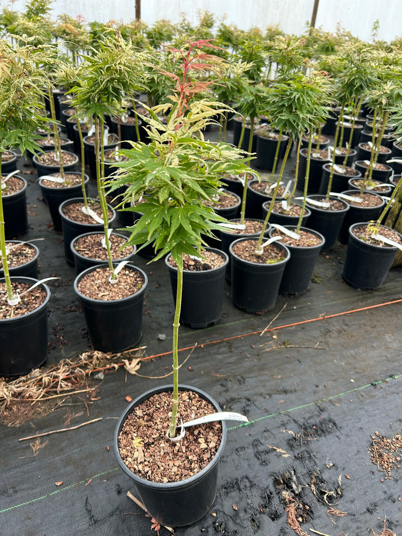 Acer palmatum 'Snow Kitten' Japanese Maple - LIMIT 1 PER HOUSEHOLD