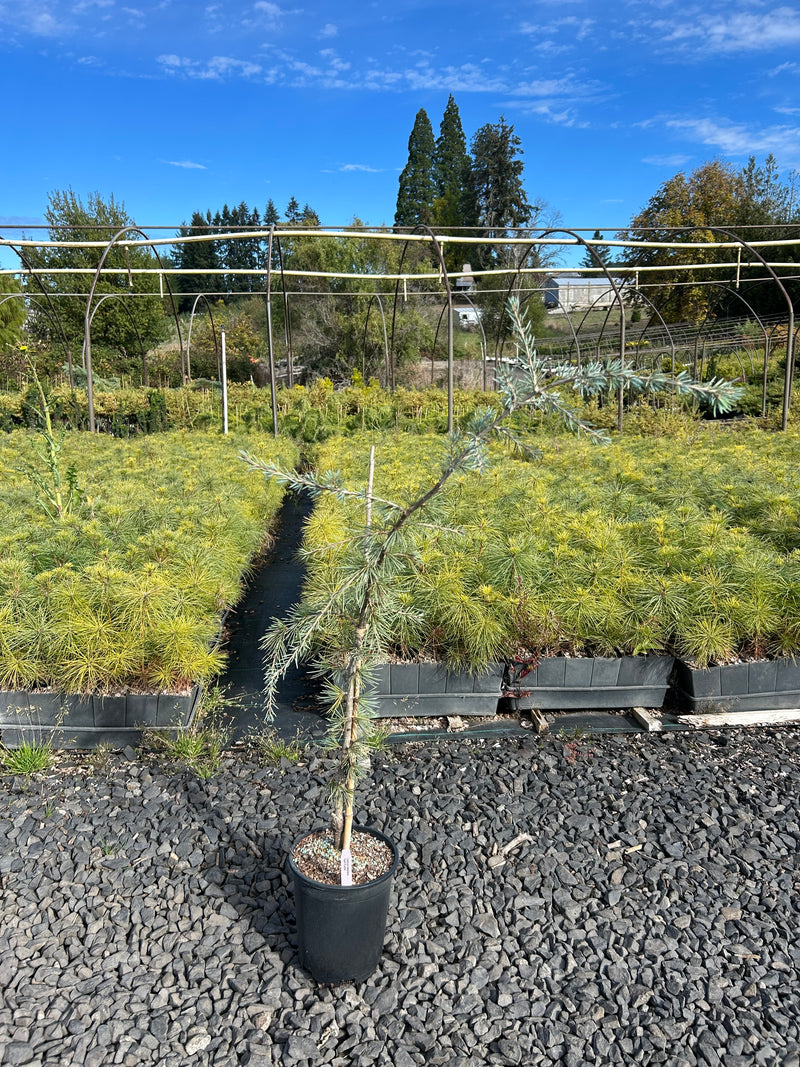 Cedrus deodara 'Karl Fuchs' Narrow Deodara Cedar