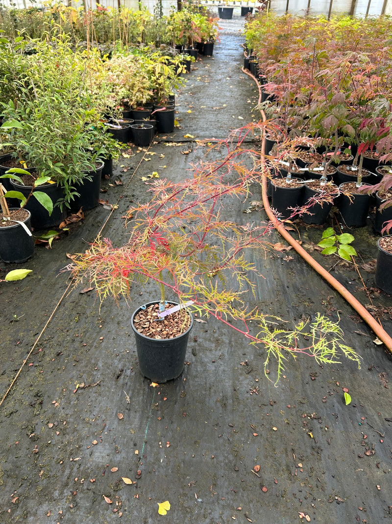 Acer palmatum 'Chantilly Lace' Japanese Maple