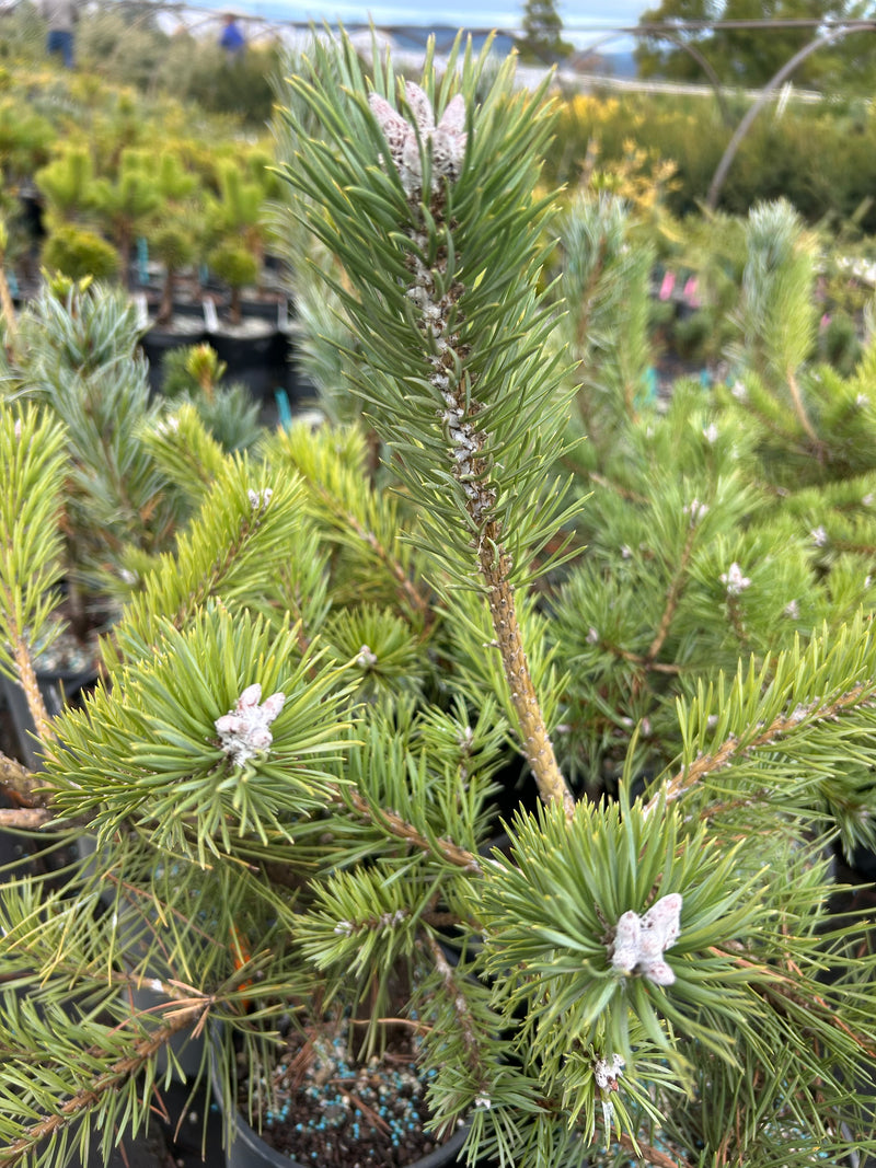 Pinus sylvestris 'Duple's Bar Harbor' Dwarf Scots Pine