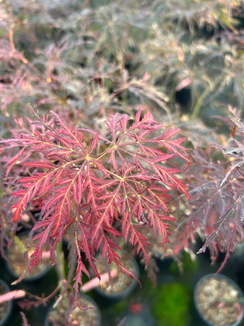 Acer palmatum 'Garnet' Japanese Maple