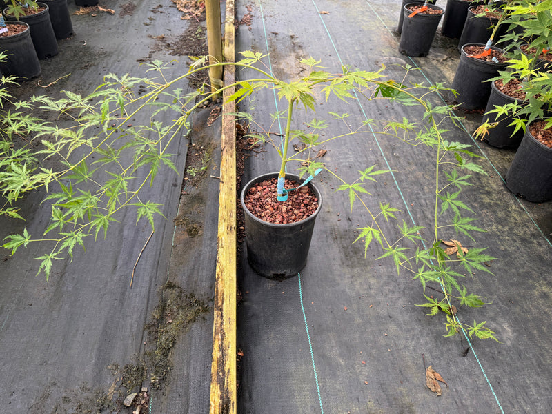 Acer palmatum 'Fountain of Youth' Weeping Japanese Maple