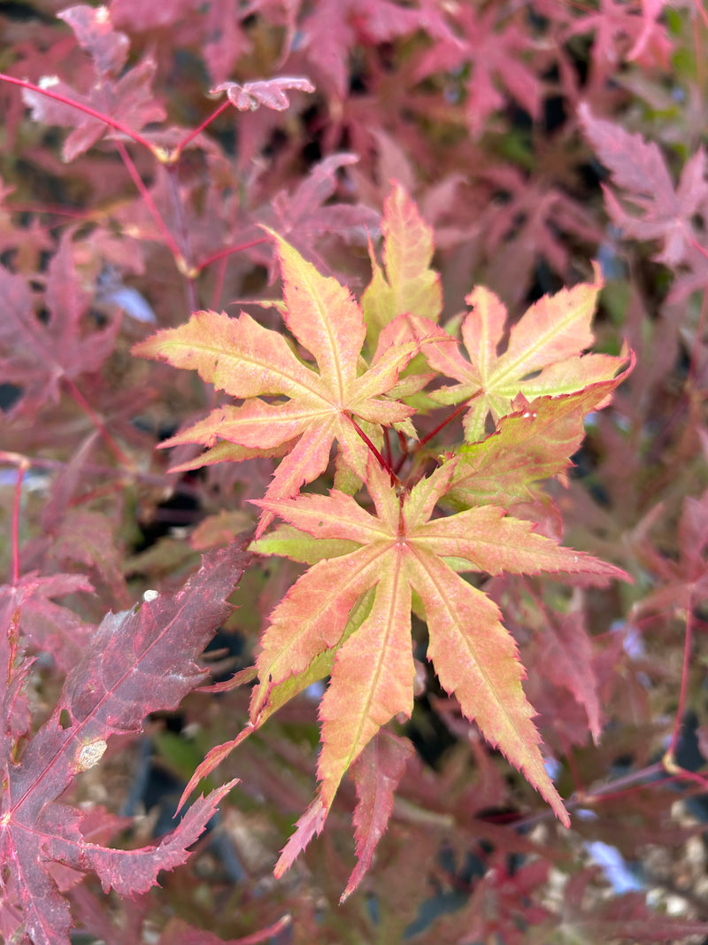 Acer palmatum 'Fred's Wild Dream' Japanese Maple