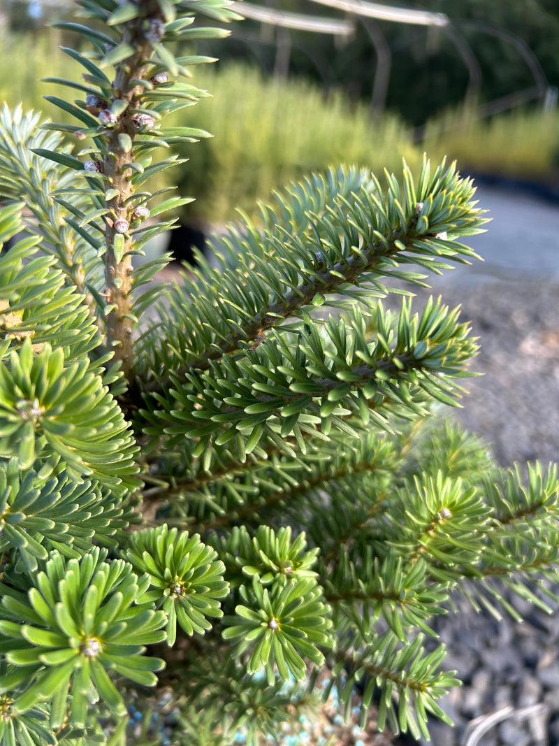 Abies koreana 'Gait' Korean Fir Grafted on Abie firma