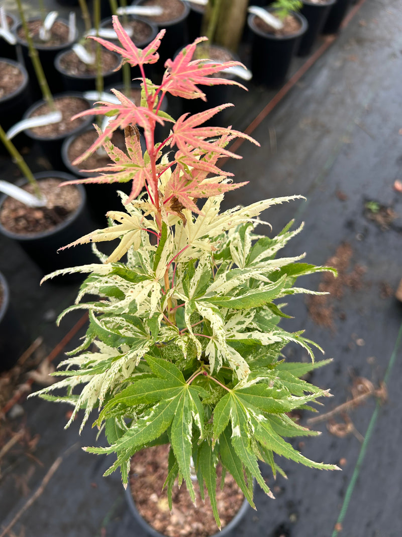 Acer palmatum 'Snow Kitten' Japanese Maple - LIMIT 1 PER HOUSEHOLD