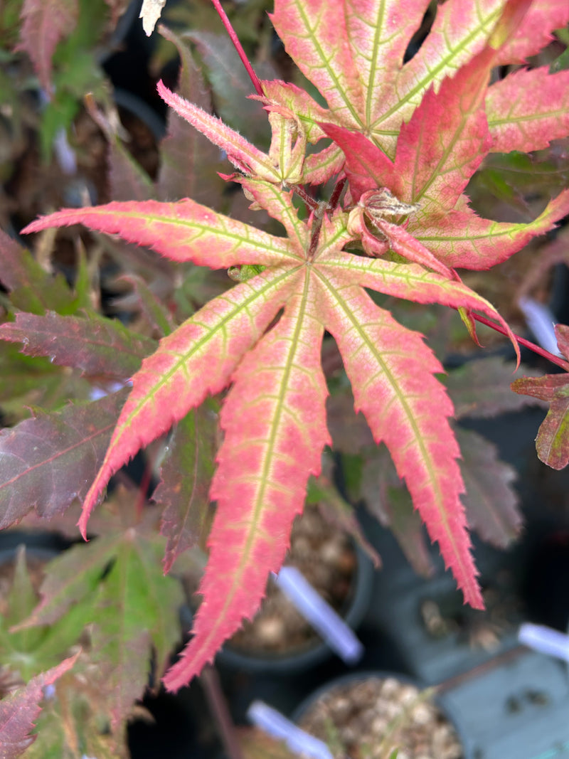 Acer palmatum 'Fred's Wild Dream' Japanese Maple