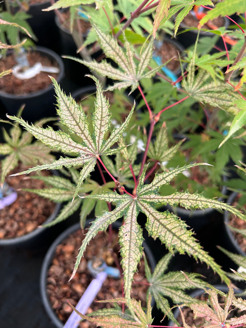Acer palmatum 'Olsen's Frosted Strawberry' Japanese Maple