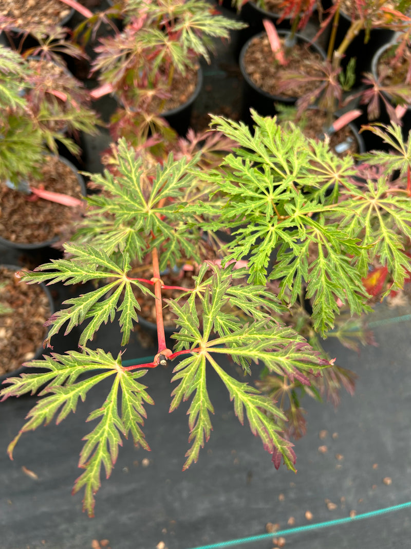 Acer japonicum 'Abby’s Weeping' Dwarf Full Moon Japanese Maple