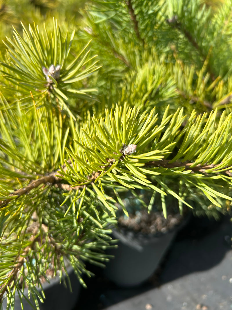 Pinus sylvestris 'Hillside Creeper' Dwarf Scots Pine