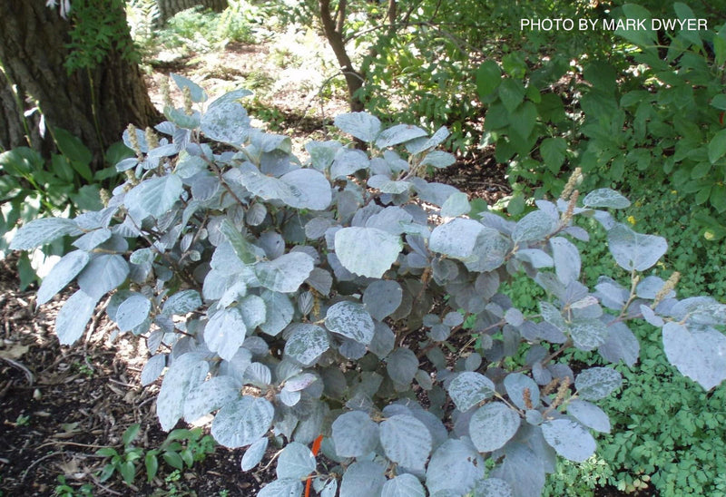 Fothergilla xintermedia 'Blue Mist' Blue Fothergilla