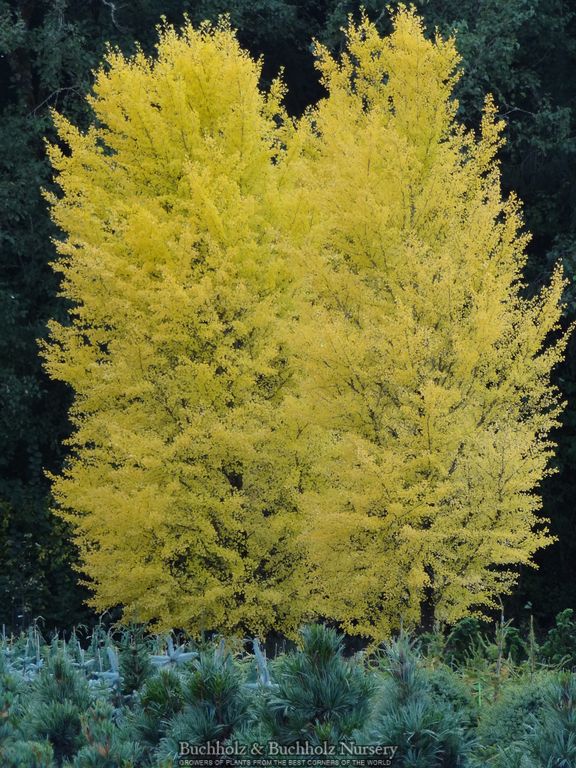 Ginkgo biloba 'Autumn Gold' Ginkgo Tree