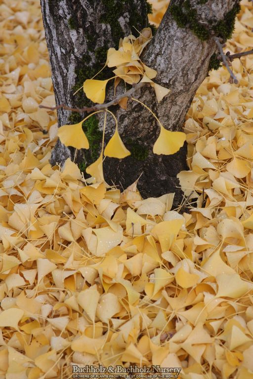 Ginkgo biloba 'Autumn Gold' Ginkgo Tree