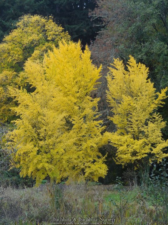 Ginkgo biloba 'Autumn Gold' Ginkgo Tree