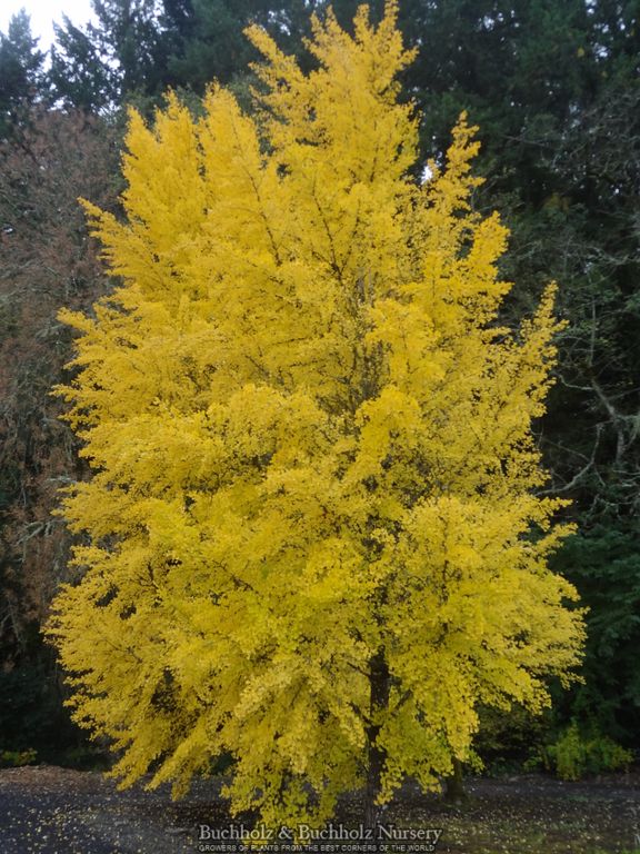 Ginkgo biloba 'Autumn Gold' Ginkgo Tree