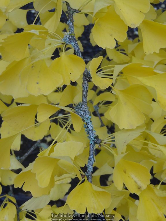 Ginkgo biloba 'Autumn Gold' Ginkgo Tree