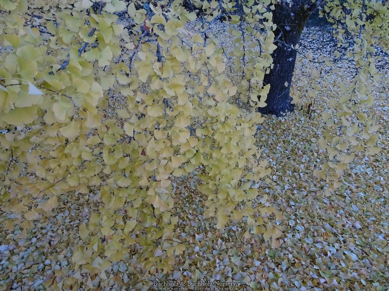 Ginkgo biloba 'Autumn Gold' Ginkgo Tree