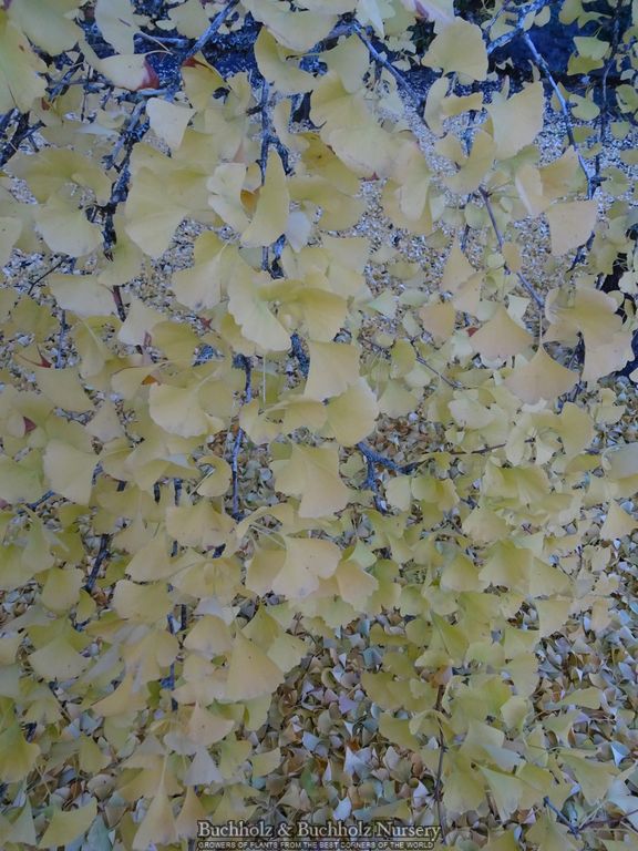 Ginkgo biloba 'Autumn Gold' Ginkgo Tree