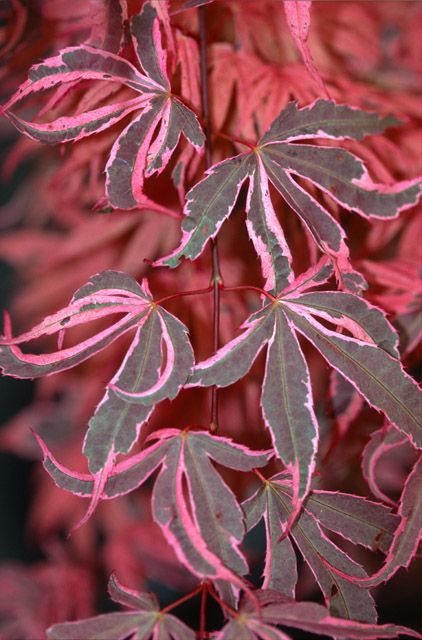 Acer palmatum 'Geisha Gone Wild' Japanese Maple