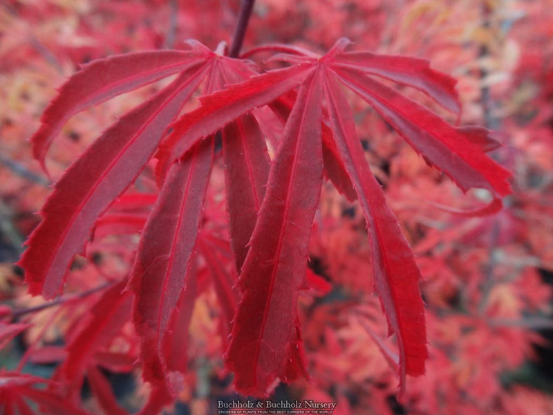 Acer palmatum 'Geisha Gone Wild' Japanese Maple