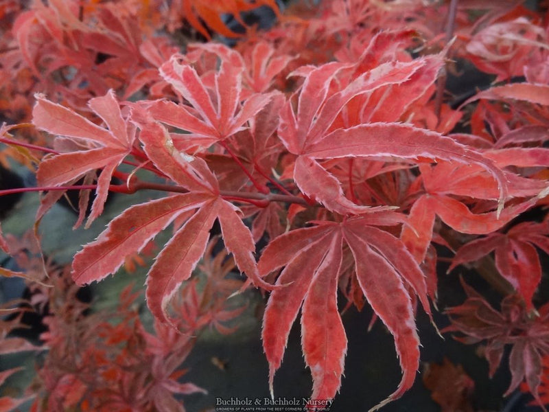Acer palmatum 'Geisha Gone Wild' Japanese Maple