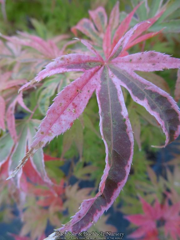 Acer palmatum 'Geisha Gone Wild' Japanese Maple