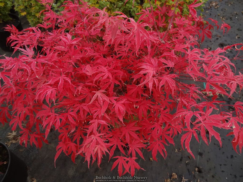 Acer palmatum 'Geisha Gone Wild' Japanese Maple
