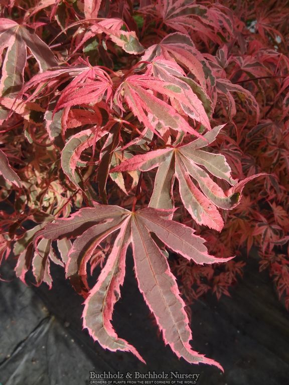 Acer palmatum 'Geisha Gone Wild' Japanese Maple