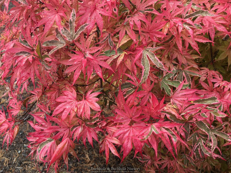 Acer palmatum 'Geisha Gone Wild' Japanese Maple