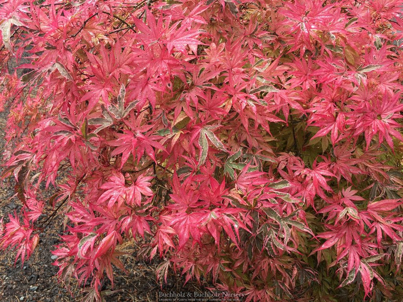 Acer palmatum 'Geisha Gone Wild' Japanese Maple