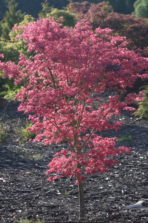 Acer palmatum 'Geisha Gone Wild' Japanese Maple