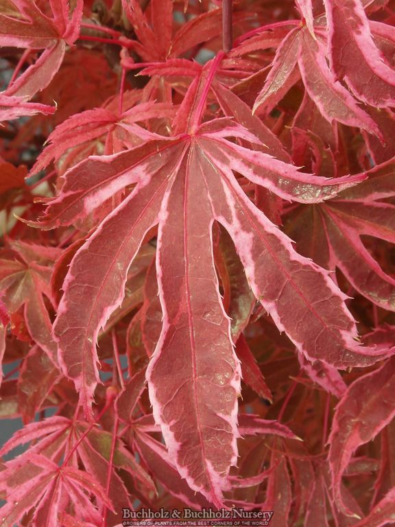 Acer palmatum 'Geisha Gone Wild' Japanese Maple