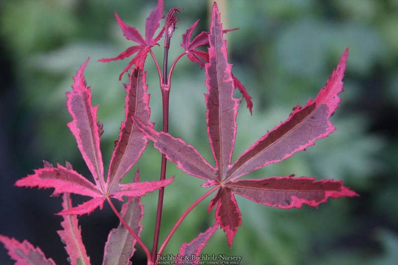 Acer palmatum 'Geisha Gone Wild' Japanese Maple
