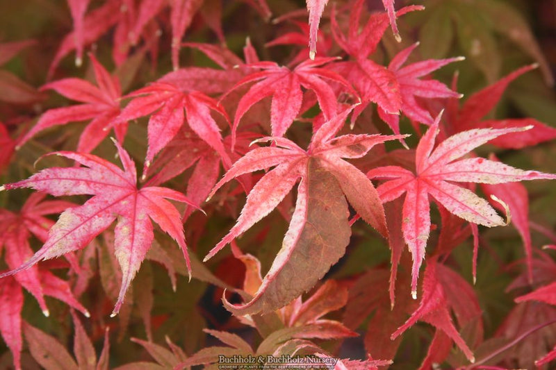 Acer palmatum 'Geisha Gone Wild' Japanese Maple