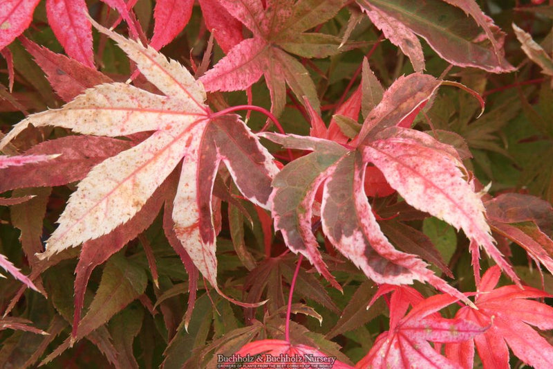 Acer palmatum 'Geisha Gone Wild' Japanese Maple
