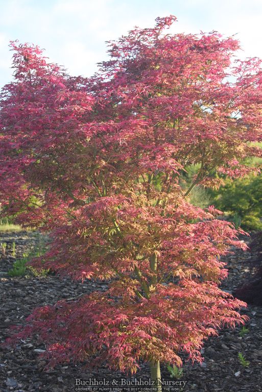 Acer palmatum 'Geisha Gone Wild' Japanese Maple