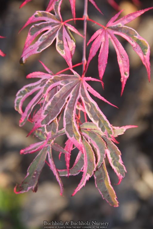 Acer palmatum 'Geisha Gone Wild' Japanese Maple