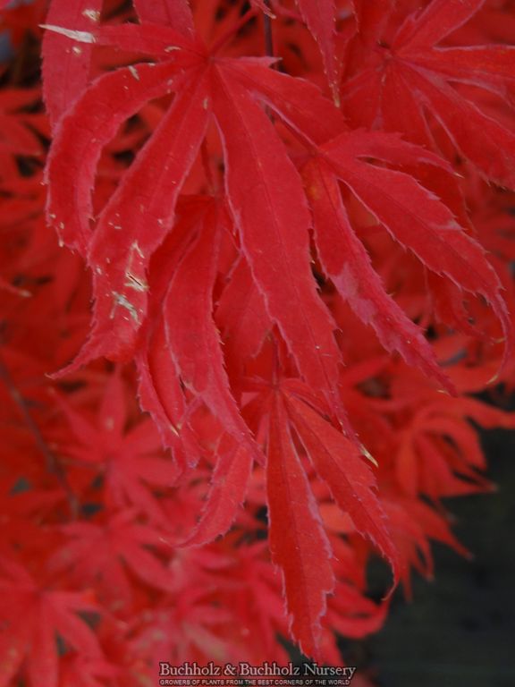 Acer palmatum 'Geisha Gone Wild' Japanese Maple