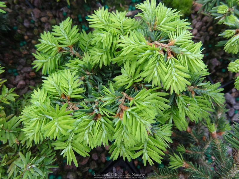 Tsuga canadensis 'Greenwood Lake' Dwarf Canadian Hemlock