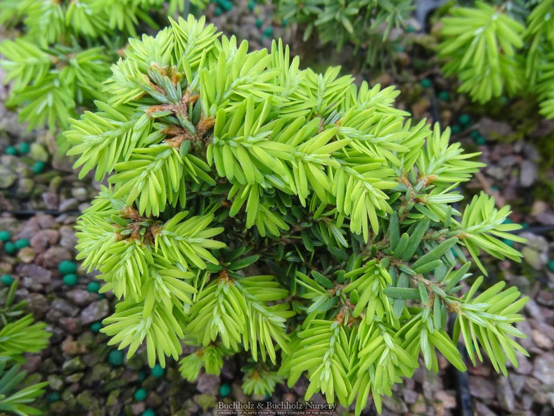 Tsuga canadensis 'Greenwood Lake' Dwarf Canadian Hemlock